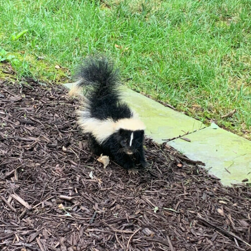 A Baby Skunk